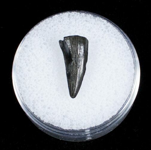 Cretaceous Crocodile Tooth From Maryland #3714